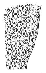 Fissidens pallidus, laminal cells, margin of vaginant lamina in basal and supra-basal regions. Drawn from holotype, W. Colenso 391, BM.
 Image: R.C. Wagstaff © Landcare Research 2014 